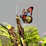 pexels-photo-18069365